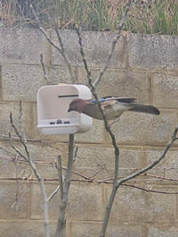 Photo client : mangeoire Birdy House installée sur sa fenêtre